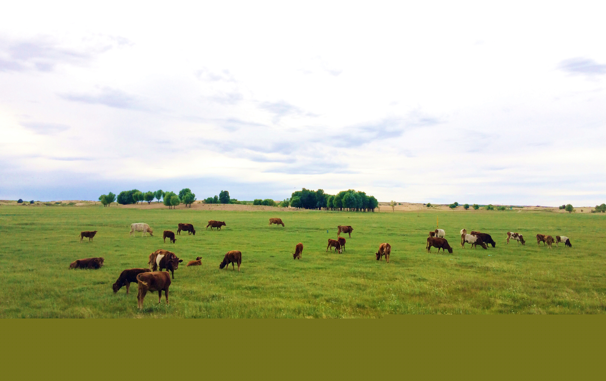 美翻了我的村第74期 | 內(nèi)蒙古自治區(qū)烏審旗嘎魯圖鎮(zhèn)：文明新風撲面來大漠小鎮(zhèn)展新顏